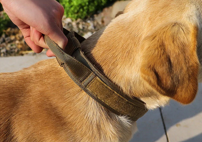 Dog wearing a brown collar with a hand adjusting it, outdoors.