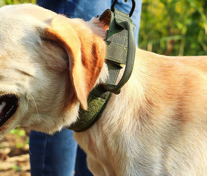 Dog wearing a green harness with a blurred natural background
