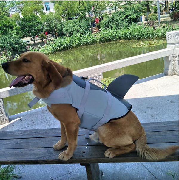 Dog wearing a shark costume sitting on a bench by a pond.