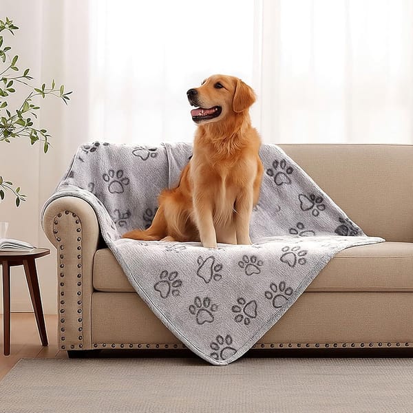 Dog sitting on a couch with a paw print blanket