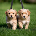 TwinPaws 360° Tangle-Free Dual Dog Leash with Reflective Bungee