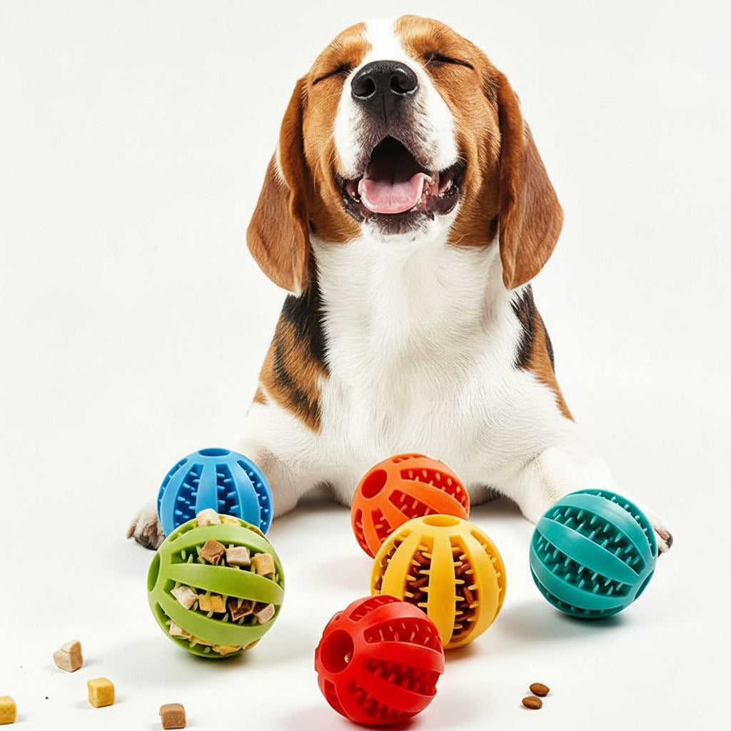 Dog with colorful rubber balls on a white background