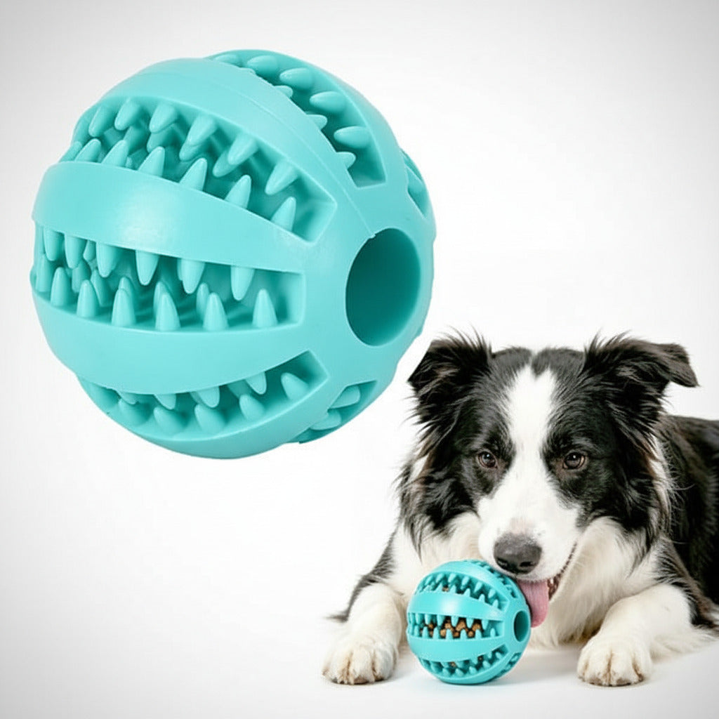 Dog playing with a blue rubber ball on a white background