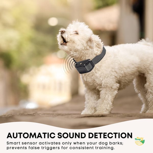 Dog wearing a electronic collar with automatic sound detection feature.