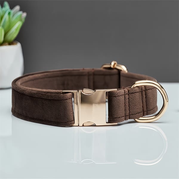Brown dog collar with gold hardware on a reflective surface.