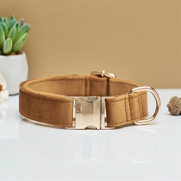 Brown dog collar with a silver buckle on a white surface with a beige background