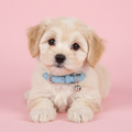 PawfectDreamy Starry Night Puppy Collar with Sweet Little Bell (3-Pack)