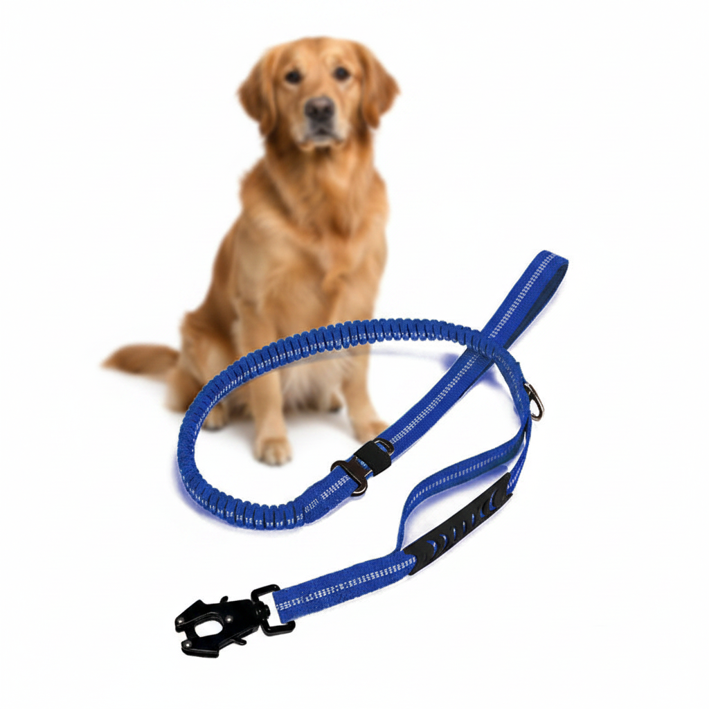 Dog sitting next to a blue dog leash on a white background