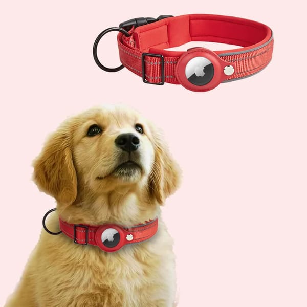 Dog wearing a red collar with a reflective strip on a pink background