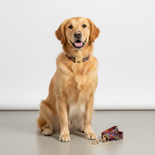 Golden retriever sitting on a light gray floor with a colorful collar and leash.