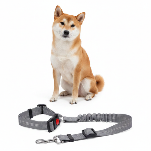 Dog with a gray dog leash on a white background